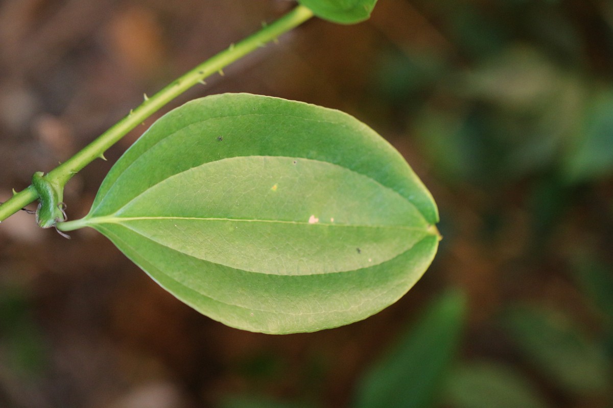 Smilax perfoliata Lour.